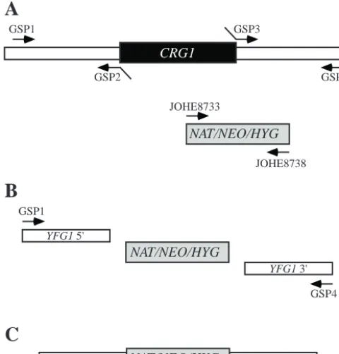 FIG. 1. Simpliﬁcation of the creation of knockout constructs byusing overlap PCR. We found that only four gene-speciﬁc primers