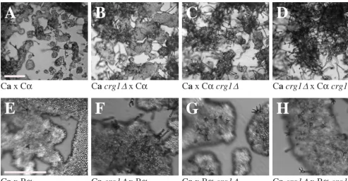 FIG. 6. The crg1on glass slides for 3 days, and their morphology was observed by using DIC microscopy