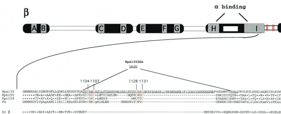 FIG. 1. Genetic context of the Zn-binding domain in Rpa135. At the top, the second-largest (�residues involved in Zn binding are shown in red (and in the schematic by red lines), and their numbers (in Rpa135) are indicated above thealignment