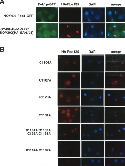 FIG. 3. Immunolocalization of mutant Rpa135 subunits. (A) Plasmid-encoded Rpa135 is located in the nucleolus