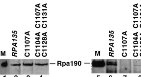 FIG. 4. Nonfunctional variants of Rpa135 fail to recruit Rpa190 inRNAP I complex. Coimmunoprecipitations were done as described in