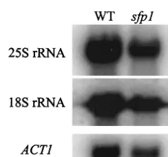 FIG. 3. sfp1fusion protein (60S component) are shown for wild-type,(40S component) are shown for wild-type, cells are defective in nuclear export of the 60 and 40S ribosomal subunits