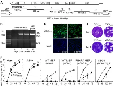 FIG 1of 0.1), IFNAR�/� Natalday 10 posttransfection), and mock-infected cells were used as controls