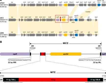 FIG 1 Comparative analysis of Aeromonas sp. IncU-type plasmids and the MICE of plasmid pAC3 containing a MITE