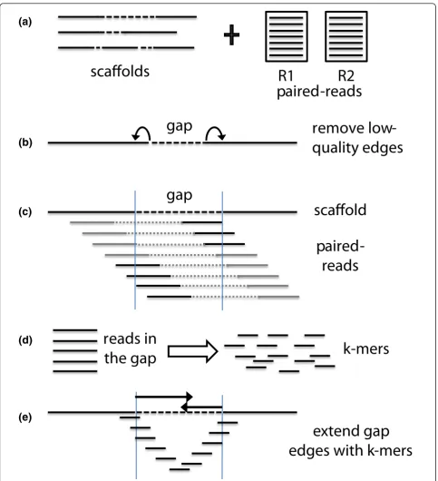 Figure 2 Schematic overview of the GapFiller algorithm. (a) The input data consist of a set of scaffold sequences containing gappednucleotides and one or more sets of paired-end and/or mate-pair reads