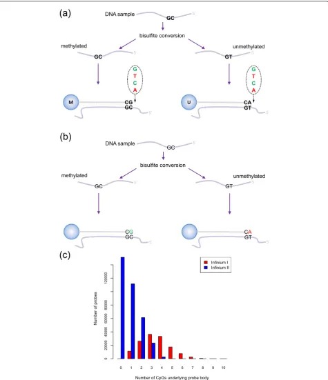 Figure 1 Illumina Infinium HumanMethylation450 assayusing a single bead type. A probe may have up to three underlying CpG sites, with a degenerate R base corresponding to the