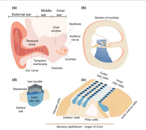 Figure 1. Schematic diagram of the human ear. (a) The ear is composed of three major parts, the outer, middle and inner ear