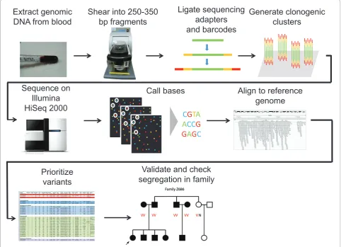 Figure 2. Pipeline for identifi cation of pathogenic variants by targeted capture and high-throughput sequencing of deaf individuals