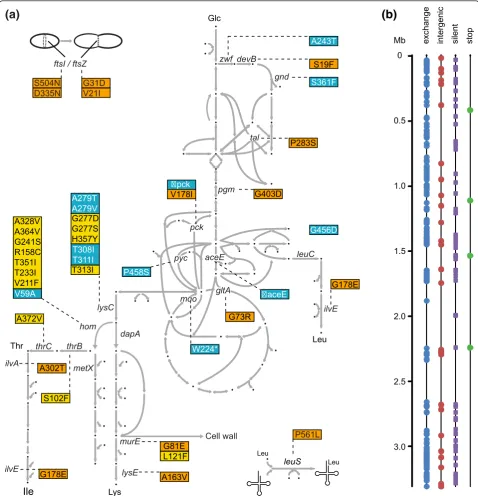 Figure 5 Sketch of the central metabolism and localization of mutations in C. glutamicum together with whole-genome sequencingresults of the mutant K051