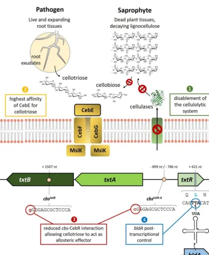 FIG 1 Genetic and physiological features predicted for the adaptation ofposttranscriptional control of S