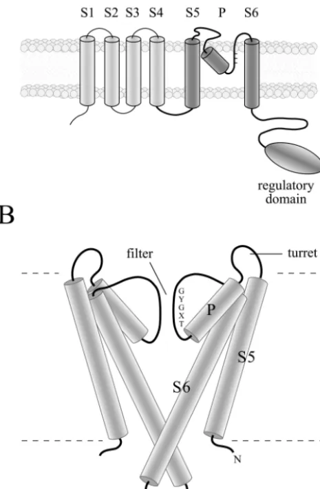 FIG. 1. (A) Diagrams representing the topology of K�relative positions of the core elements, including the ﬁfth and sixthtransmembrane segments (S5 and S6, respectively), the connectingpore helix (P), and the Kmost closely related to the PaK proteins