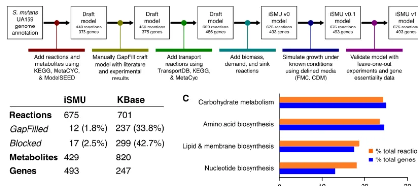 FIG 1 (A) Reconstruction of thebioinformatics databases and experimental results. (B) The manually reconstructed model (iSMU) has fewer GapFilled (non-gene-associated) and blocked reactions than a model generated automatically by the KBase system