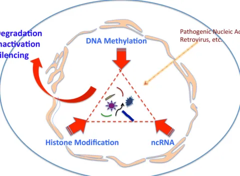 FIG 1 Three core factors of epigenetic immunity—the host genome’s immunity. The host protects its DNA from foreign nucleic acid invasion via an epigeneticmechanism, which consists of DNA methylation, histone acetylation/methylation, and noncoding RNA (ncRN