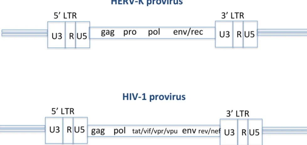 FIG 2 HERVs are close relatives of HIV, many of which have the defective genomes, and are kept silenced permanently in the human genome via epigeneticregulation for generations without causing harm.