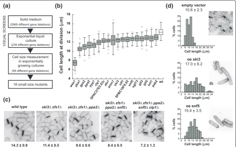 Figure 1 Identification of small size mutantsMicrocolonies of 2,969 strains carrying individual deletions of different non-essential genes were visually screened on agar plates of yeast extractcomplex medium (YE4S)