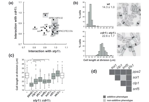 Figure 2 Small size mutants are defective in the signaling of different G2/M regulatory pathwaysof mutations that reduce cell size of thesmaller (Distribution of cell length at division and pictures of Blankophor-stained cells of the wild type (wt) andcell