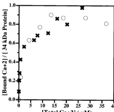 FIG. 2. Calcium binding to the wild-type 34-kDa and 34-kDa �proteins, as measured by equilibrium dialysis