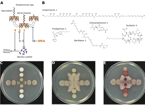 FIG 2 Secondary metabolites mediate interactions between B. subtilis and Streptomyces spp