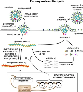 FIG 1 Components of a paramyxovirus reverse genetics system and their relationships to the viral lifecycle