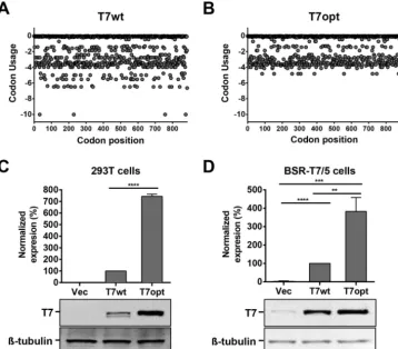 FIG 2 Codon optimization of the T7 gene enhances protein expression. (A and B) Human codon usage of the T7wt****Bars show the mean densitometry quantiﬁcation for three biological replicates, and error bars indicate 1 standarddeviation