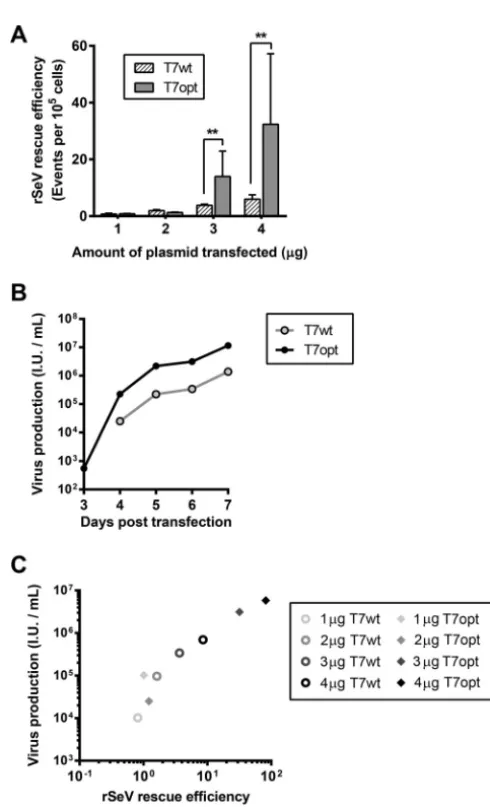 FIG 3 Codon-optimized T7 polymerase increases rescue efﬁciency and virus production. (A) Efﬁciency of(B) rSeVnation of titers on Vero cells