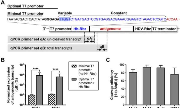 FIG 4 Introduction of an autocatalytic hammerhead ribozyme sequence permits use of the optimal T7 promoterefﬁciency measured by qPCR