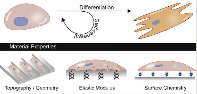 Fig. 1. The culture substrate that stem cells adhere to can harness material properties such as topography, patterning, elastic modulus, surface chemistry and combinationsthereof, to inﬂuence stem cell fate.