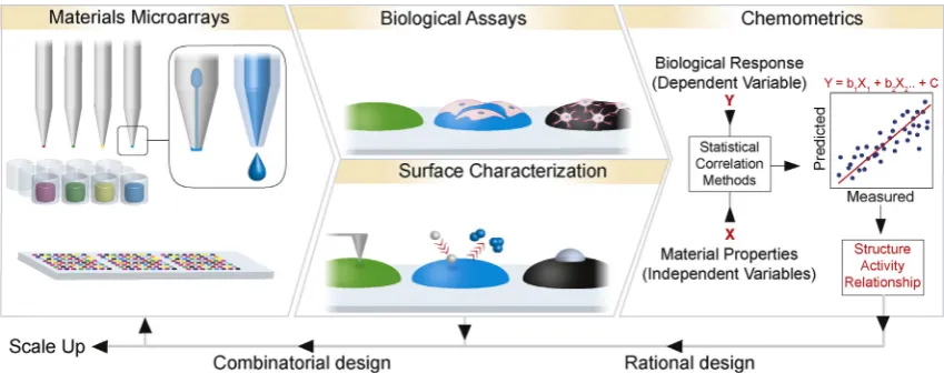 Fig. 2. Materials microarrays can be fabricated by automated robotics including contact and ink-jet printing shown inset in ﬁrst panel, left and right, respectively.Characterization of cell response and corresponding surface properties generate large data 