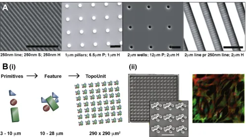 Fig. 4. Topographical assays developed for stem cell screening. (A) Scanning electron microscopy images (SEM) show patterned PDMS