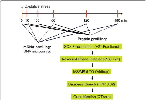 Figure 4 Proteome profiling during oxidative stressdifferent time points immediately before and after exposure to H