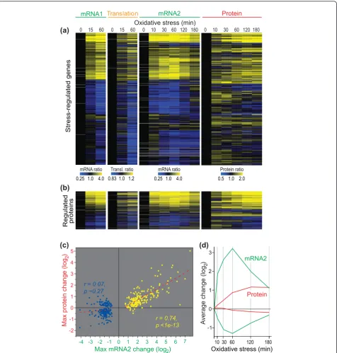 Figure 5 mRNA, translation, and protein regulation during oxidative stresswhose proteins could be detected in all conditions