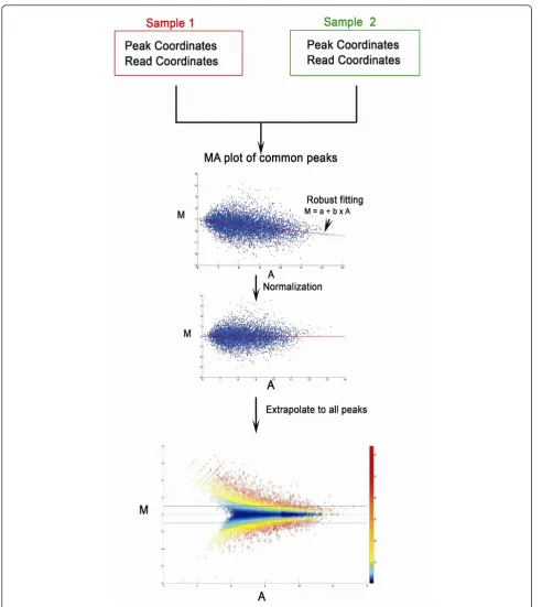 Figure 1 Workflow of MAnorm. MAnorm takes the coordinate of all peaks and aligned reads in both samples as input