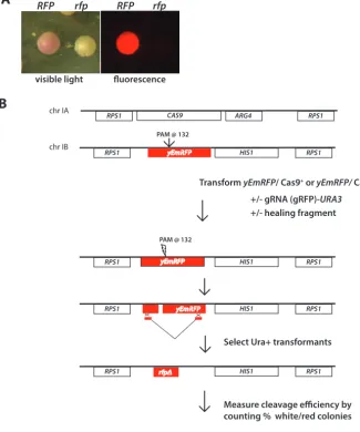 FIG 1 CRISPR/Cas targeting of RFP inconstructed as described in Materials and Methods