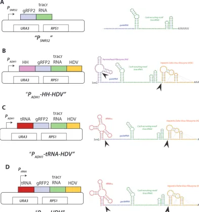 FIG 3 Schematic diagram of sgRNA expression cassettes and the structures of their predicted encoded RNA
