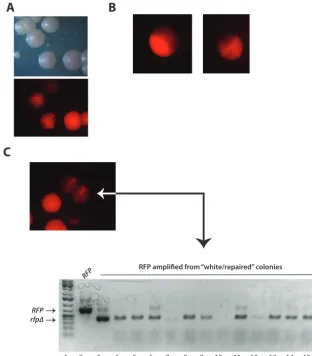FIG 4 Sectored colony phenotype of RFP mutants. (A) Comparison of red, white, and sectored colonyphenotype in visible and red ﬂuorescent light