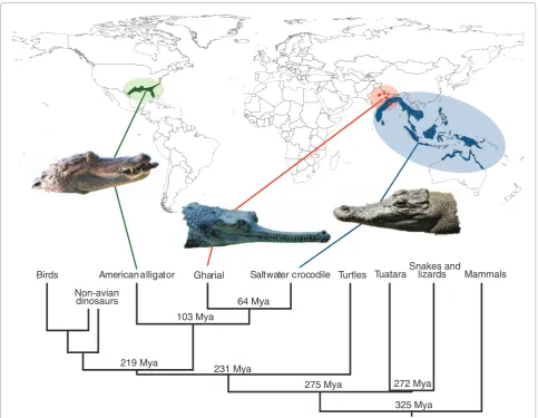Figure 1. Amniote phylogeny emphasizing the crocodilians. The geographic ranges of the three crocodilians of interest are shown, along with approximate times of divergence of each group based upon the Timetree of Life [1]