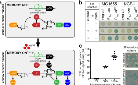 FIG 1 Design of a high-throughput memory system (HTMS). (a) HTMS circuit design in memory-off and memory-on states