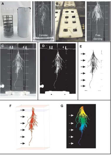 Figure 2. Depiction of plant roots grown hydroponically in the ABS plastic mesh vertical towers and then examples of 2Dimage modiﬁcation and 3D reconstructions of the root systems