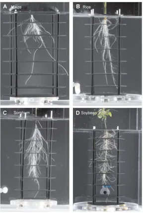 Figure 3. Examples of 2D images of root systems from different plant species grown in hydroponics using the plastic meshsystem2D images were acquired at Day 7 for maize (A), Day 10 for rice (B) and sorghum (C), and Day 12 for soybean (D)