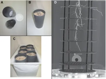 Figure 5. Representative 2D images from X-ray computed tomagraphy (CT) scan of rice seedlings grown for 10 d in (A, B)Turface or (C) soil.