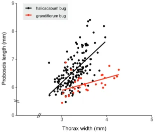 Figure 2. Bayesian phylogeny based on COI DNA sequencing data illustrating phylogenetic relation-ships among African Leptocoris species