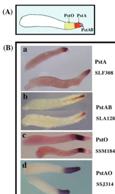 FIG. 2. Developmental expression patterns of PstA genes. Spatial expression patterns of the three PstA genes that we identiﬁed in this studywere analyzed by in situ hybridization