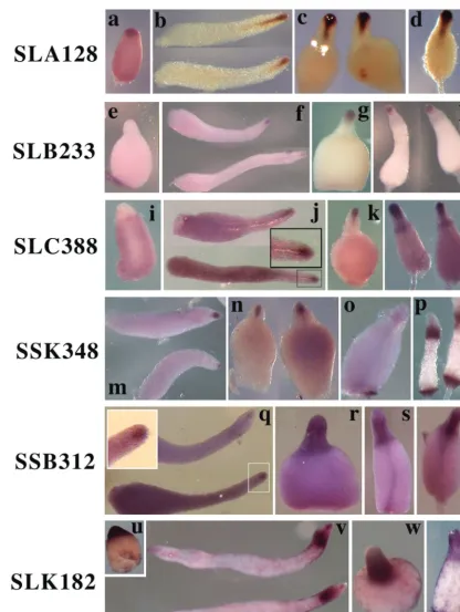 FIG. 3. Expression of representative PstAB genes. In situ hybridization analysis of 10 PstAB genes identiﬁed in this study revealed that thesegenes are regulated in four distinct patterns, exempliﬁed by SLA128 (a to d), SLB233 (e to h), SLC388 (i to l), SSK348 (m to p), SSB312 (q to