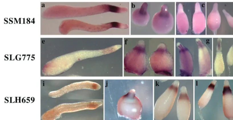 FIG. 4. Expression of representative PstO genes. We found 30 genes that are expressed in PstO cells but not in PstA cells