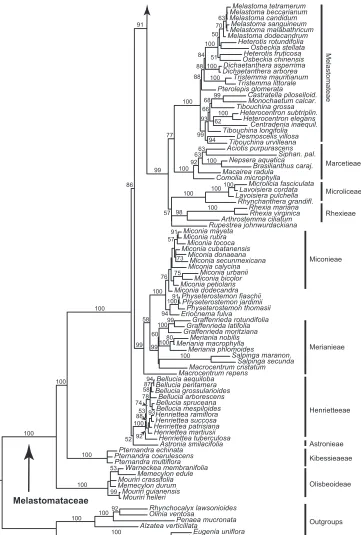 Figure 1. Relationships of Tryssophyton in a 3-locus phylogeny of Melastomataceae. Maximum likelihood tree with bootstrap support values based on analysis of plastid ndhF, rbcL and rpl16 data.