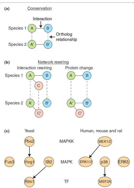 Figure 1. Mechanisms of network evolution. Continuous lines represent an interaction and dashed lines represent orthologous relationships