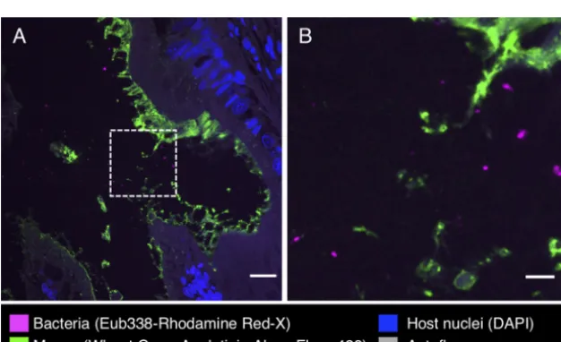 FIG 7Fluorescence in situ hybridization in intestine of S. ofﬁcinalis. Shown is a methacrylate-embeddedsection of a pilot investigation animal hybridized with the near-universal probe Eub338 and stained withﬂuorophore-labeled wheat germ agglutinin to visua