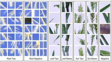 Figure 2: Example training and testing images from our root tip and shoot feature datasets
