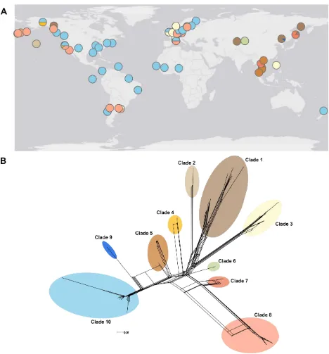 Fig. 4- (A) Map of the proportion of mitochondrial clades at each sampling site for 144 