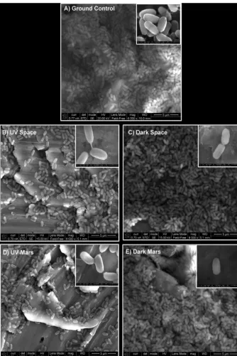 FIG 1 Field emission scanning electron micrographs of Bacillus pumilus SAFR-032 spores on aluminumcoupons before and after an 18-month exposure to various space conditions